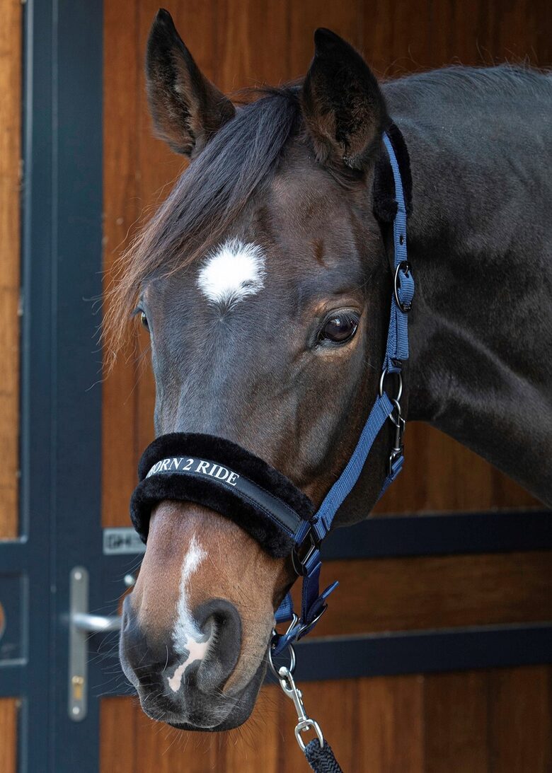 Apauši Born to Ride