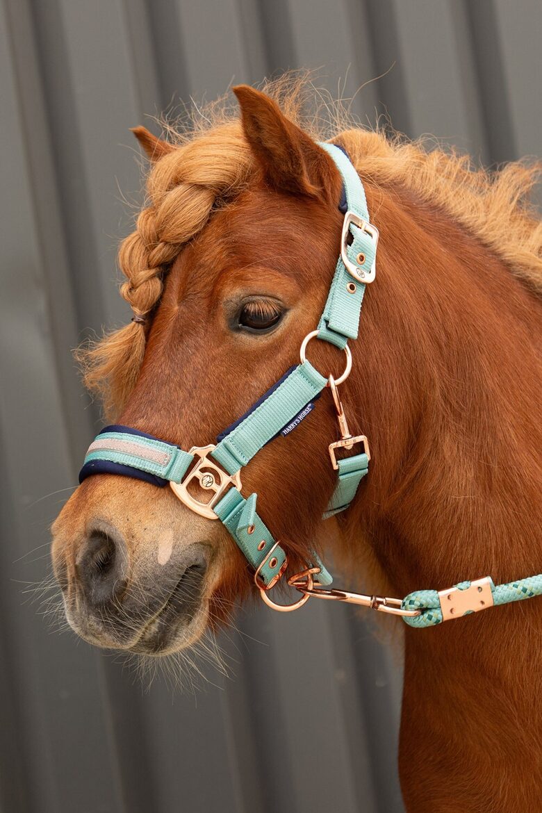 Apauši Samara ar pavadu - canton