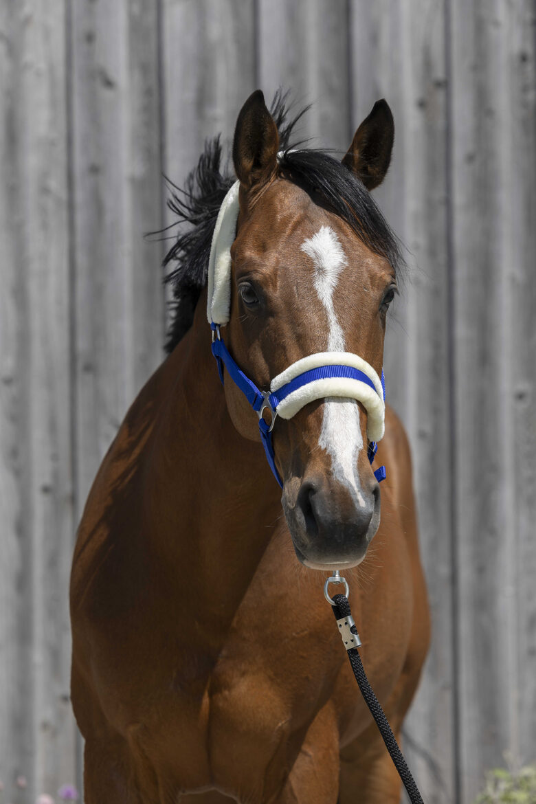 Apauši ar sintētisko aitas vilnu zili