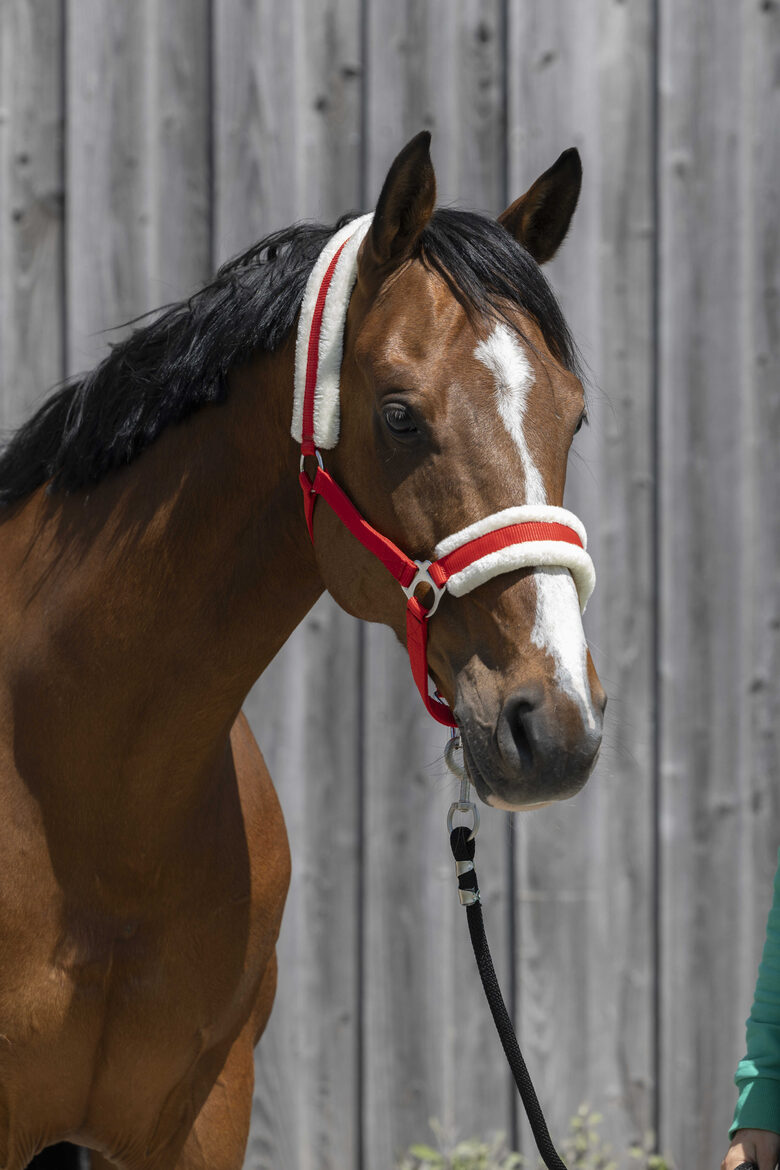 Apauši ar sintētisko aitas vilnu sarkani