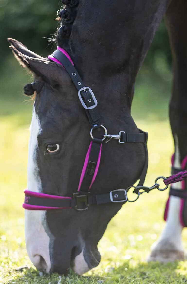 Apauši Fuchsia Star