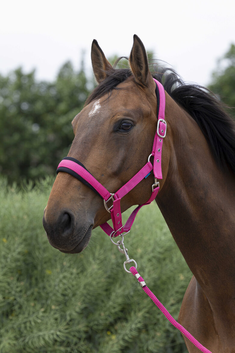 NORTON Large apauši ar pavadu - rozā