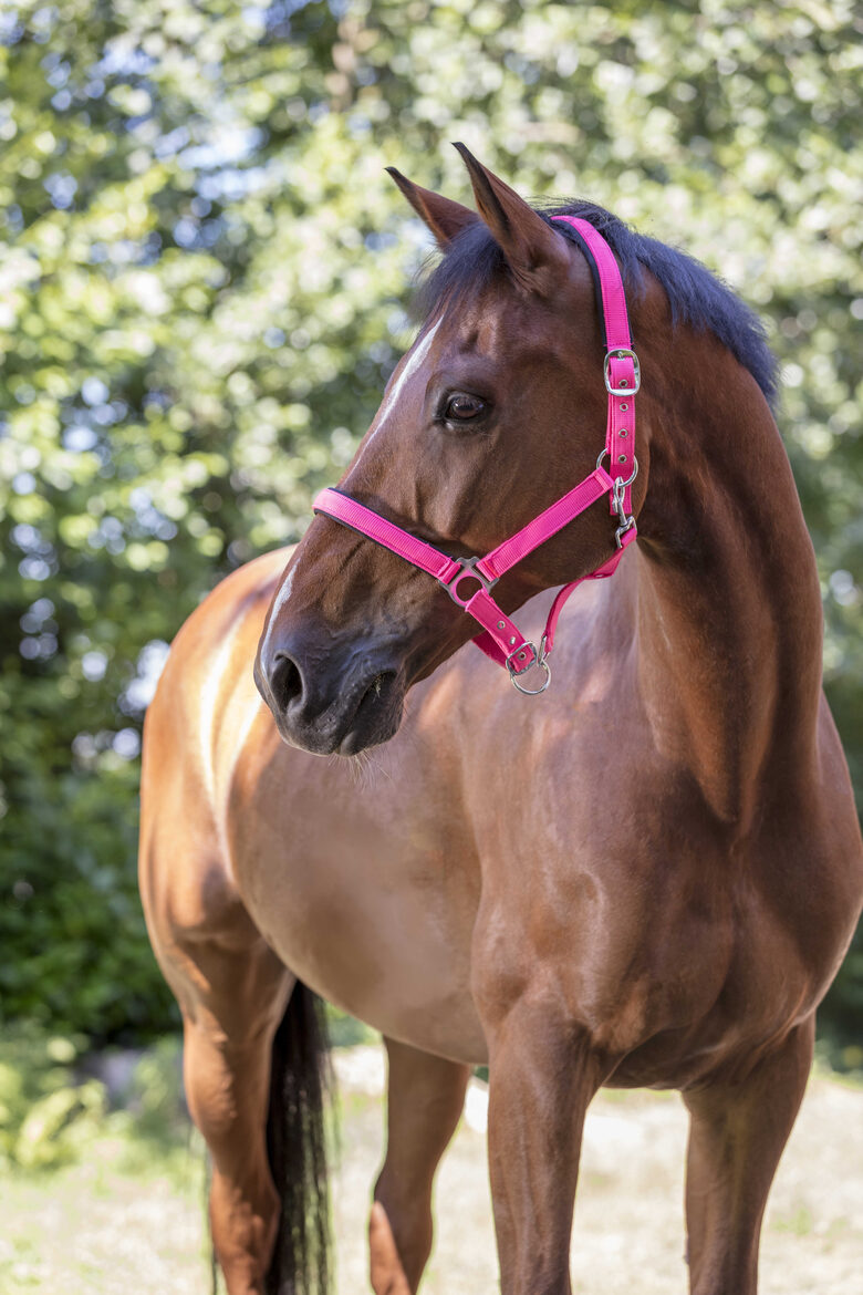 Apauši Norton rozā