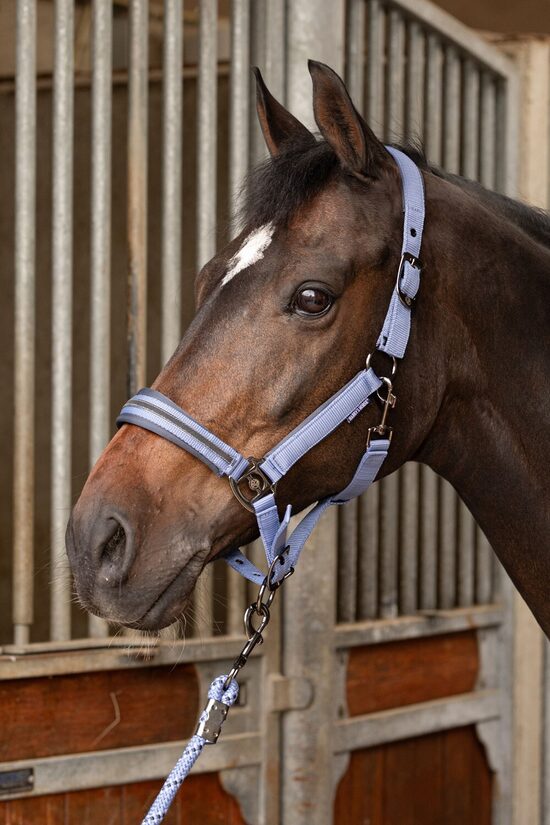 Apauši Samara ar pavadu - violeti