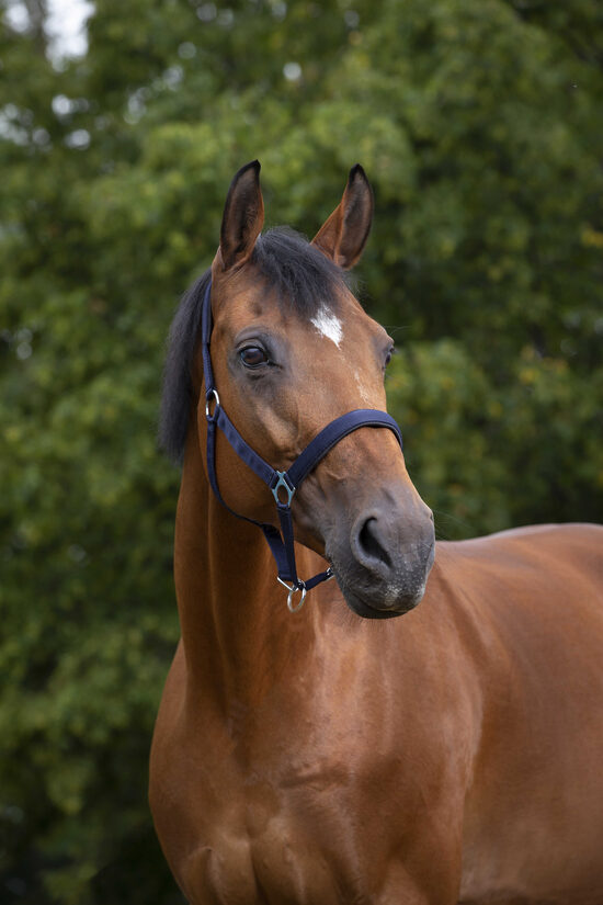 Apauši ar neoprēna polsterējumu