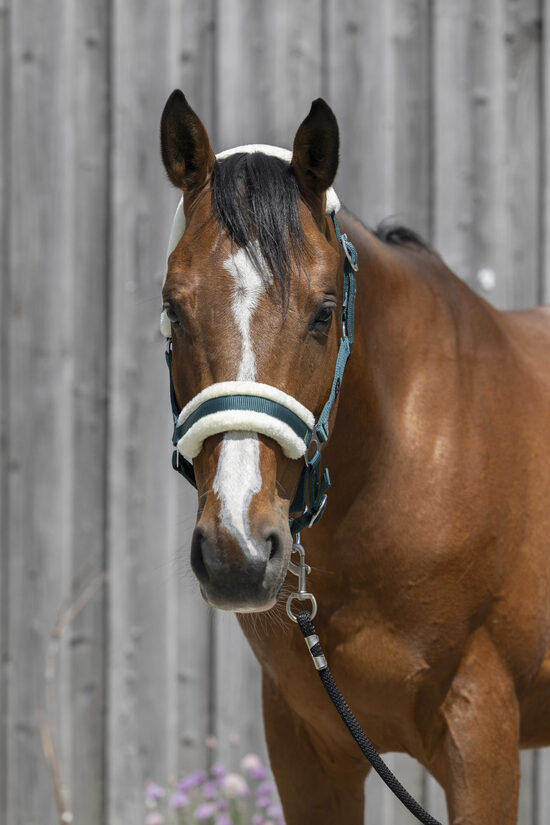 Apauši ponijam ar sintētisko aitas vilnu zaļi