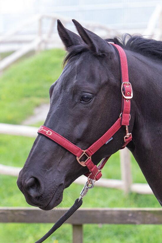 Apauši ponijam Bit sarkani