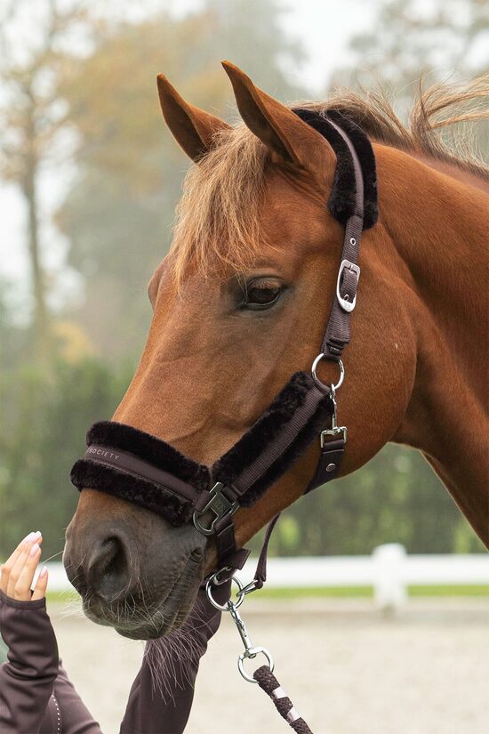 Apaušu un pavadas komplekts Soft Billie brūni