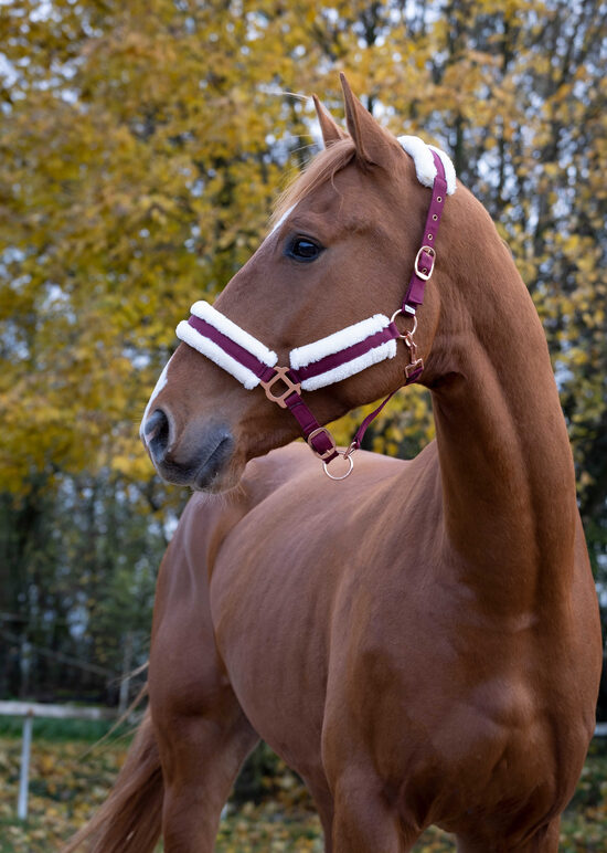 Norton Comfort apauši bordo