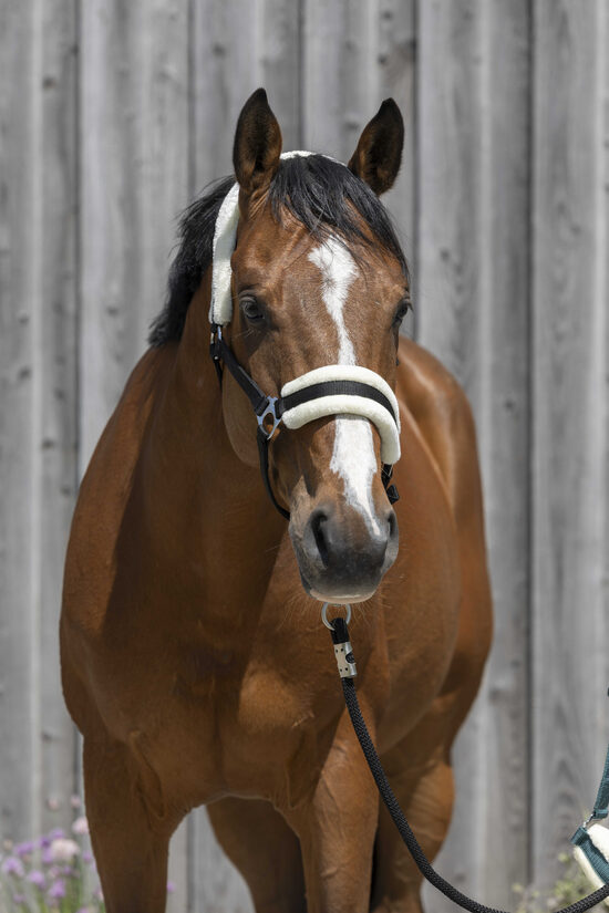 Apauši ar sintētisko aitas vilnu melni