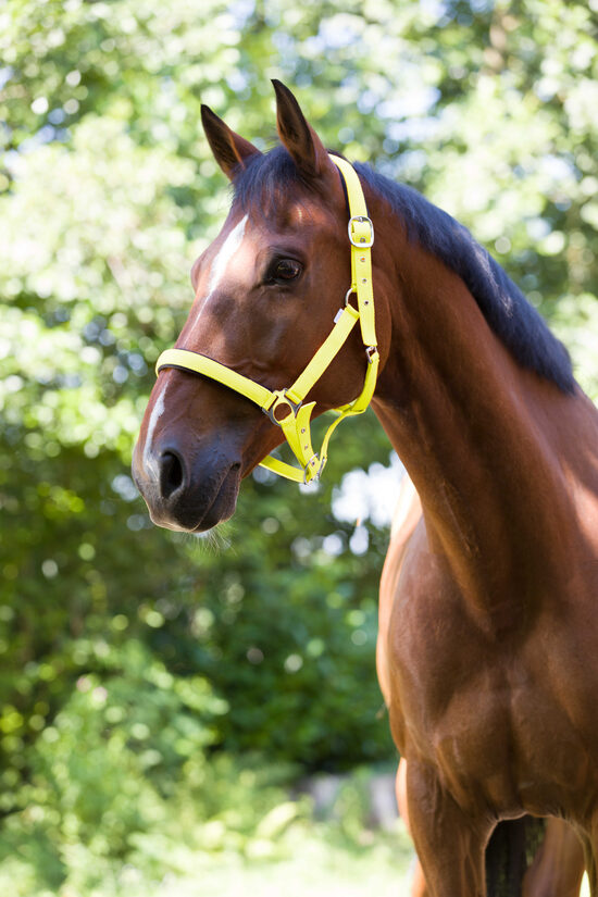 Apauši Norton dzelteni