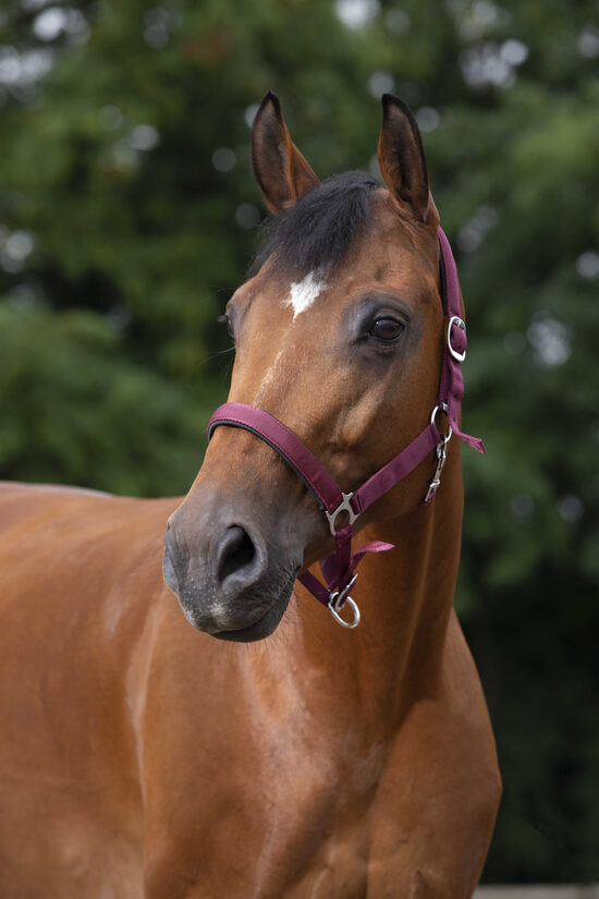 Apauši ar neoprēna polsterējumu bordo