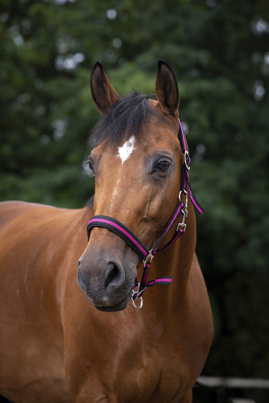 Apauši ar neoprēna polsterējumu strīpaini rozā