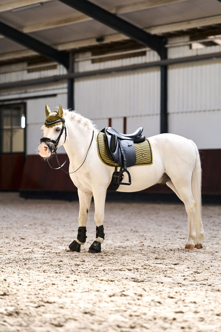 sviedrene ponijiem un zirgiem